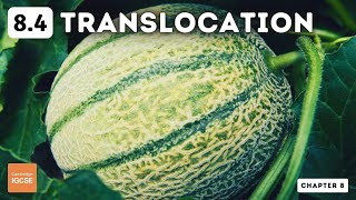 IGCSE Biology  Translocation 84 [upl. by Congdon]