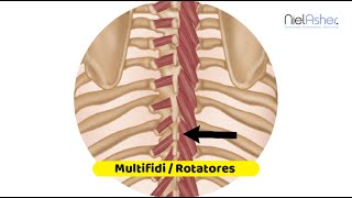 Multifidi and Rotatores  Trigger Point Anatomy [upl. by Nyleda]