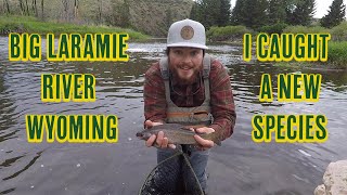 I Caught a New Species  Fly Fishing on the Big Laramie River in Wyoming [upl. by Eimat]