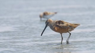 Longbilled dowitcher חרטומנית ארוכת מקור [upl. by Florenza]