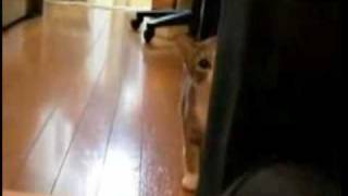 Ninja Kitty stalks camera without being detected [upl. by Trilbie]