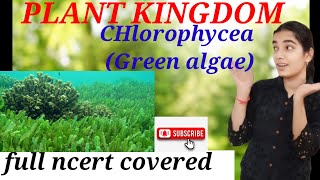 plant kingdom chlorophycea  green algae  neet  class 11 [upl. by Latini595]