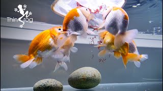 My Goldfishs Favourite Food Bloodworm [upl. by Kan]