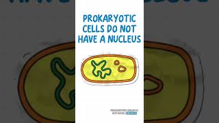 Eukaryotes vs Prokaryotes just in 40 second 🤔 [upl. by Ateikan]