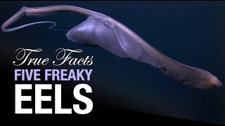 True Facts Five Freaky Eels [upl. by Reich]