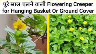 Wedelia Trilobata Creeping Daisy Flowering Plant Care In Pot  In Hindi 🍀🌿🌺 [upl. by Kimball]