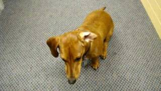 Dachshund gives a mean High Five [upl. by Michigan]