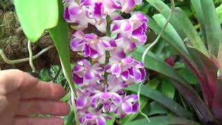 Еще цветение Января Rhynchostylis coelestis Rhynchorides Bangkok Sunset Дендрофал Каттлеи [upl. by Odawa393]