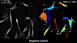 Kinase perturbation  preadipocytes control Nanolives CXA segmentation quantification [upl. by Mcneely]