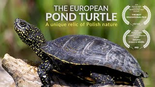 The European pond turtle A unique relic of Polish nature [upl. by Hoban]