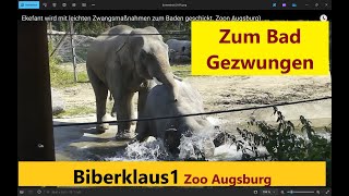 Elefant wird mit leichten Zwangsmaßnahmen zum Baden gezwungen t Zoon Augsburg [upl. by Lerrud]