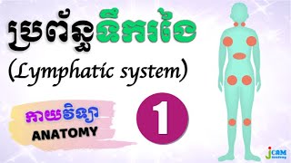 កាយវិទ្យា 31  ប្រព័ន្ធទឹករងៃ ① Anatomy of Lymphatic System ① [upl. by Eelrahs]