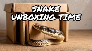 Snake unboxing noperope dangernoodle hognosesnake Bangkok snakes unboxing [upl. by Aicener]