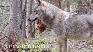 Forêt bien habitée dun couple de gélinottes au loup  instants sauvages SP 20240604 [upl. by Capwell850]