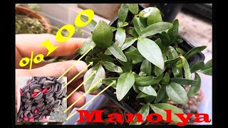 Manolya ağacı tohumunu çimlendirme How to grow a Magnolia tree from seed Magnolias from Seed2024 [upl. by Adriel512]