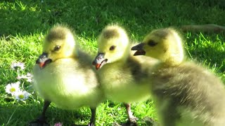 Canada Geese Goslings Fight  Angry Hissing at Each Other [upl. by Cordy]