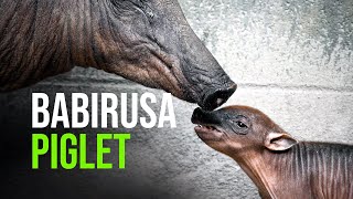 Baby Babirusa Born at Nashville Zoo [upl. by Bogey854]