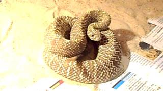 Uracoan Rattlesnake C d vegrandis [upl. by Tlok]