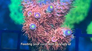 Acropora Tenuis Care Tips [upl. by Slavin]