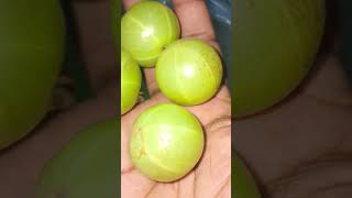 Gooseberry Nellikai healthbenefits Rich in vitamin C kannada [upl. by Hctud]