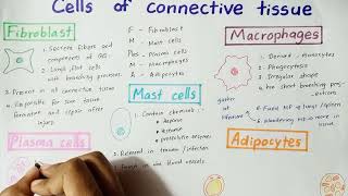 Cells of Connective Tissue  Structure amp Functions [upl. by Kling]