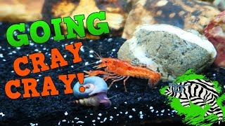 Mexican Dwarf Orange Crayfish  Keeping Feeding and Breeding [upl. by Aiuoqes]