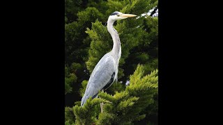 Most Graceful Artistic Bird Grey Heron In Kukkarahalli Lake in Mysore India [upl. by Atinehc679]