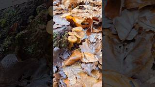 La chanterelle chanterelles chanterelle champignons sauvage comestible naturelovers [upl. by Nivart]