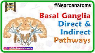 Basal ganglia Direct and indirect pathways  Usmle Neuroanatomy Animations [upl. by Urbain928]