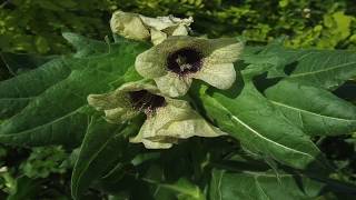 HENBANE [upl. by Oicelem]