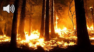 Forest Fire Burning Sound Effect [upl. by Ludeman]