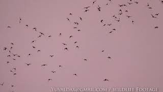 wrinklelipped Bat Khao Yai National Park Thailand [upl. by Htederem]