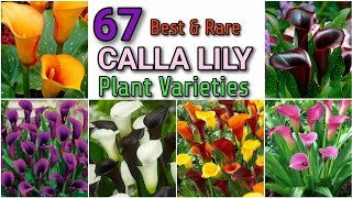 69 Calla Lily Varieties With Names  Call Lily flower CLASSIFICATIONS WITH NAMES [upl. by Odlabso847]