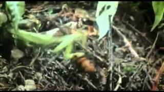 Praying Mantis vs Japanese Giant Hornet [upl. by Ynatsed]