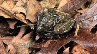 Frozen Wood Frog [upl. by Guod]