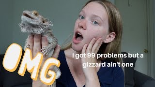 COMMON NEW BEARDED DRAGON PROBLEMS  SOLUTIONS [upl. by Malia59]