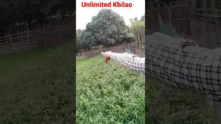 Maveshi ko khilate rho  ye wapas lgte jayega  6 Cutting  Makkhan Grass Mix Berseem shorts cow [upl. by Ardnas240]