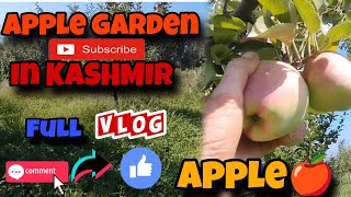 Apple garden🏡 in kashmir viralvideo like [upl. by Azelea]