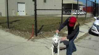 Door County Sled Dogs Line Out Training the first important command for any dogpowered sports [upl. by Nabala]