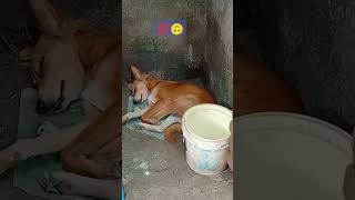 जानवरों पर भरोसा किया जा सकता है dog royalkennel doglover reddog love starkennel88 [upl. by Onileva]