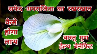 शुभ पौधे white aparajita flower की रखरखाव विधिवास्तु गुणhealth benefitswhite aparajita benefits [upl. by Kaycee]