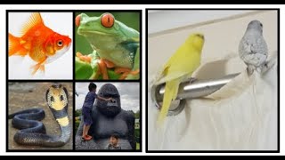 Learn about fish amphibians birds reptiles and mammals [upl. by Nagard]