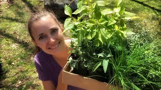 Planting a Permaculture Elderberry Guild  See My Plant and Herb Haul from the Local Nursery [upl. by Ias]