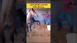 شاهد كيف يدافع المهر الصغير عن أمه بكل شجاعة😃🐎 [upl. by Yssim]