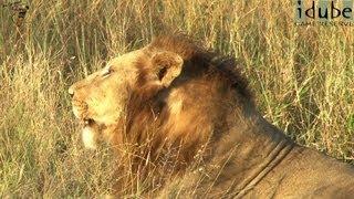 Powerful Roar of 3 Male Lions [upl. by Fennessy]