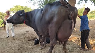 Neeli ravi high capacity high quality buffalo big auder best neeli breed buffalo [upl. by Elbys]