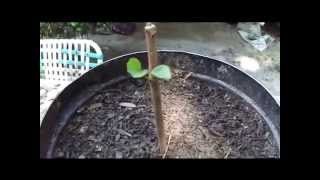 How To Grow Fruit Trees From Cuttings By Rick Gunter [upl. by Nauqaj]