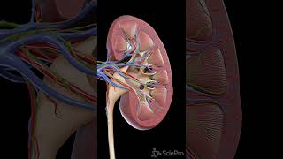 Caption quot🔬 Dive Into the Kidney A CrossSectional View 🔬 [upl. by Itirp]