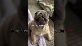 This Baby French Bulldog Will Melt Your Heart ❤️ shorts bulldog shiba puppy frenchbulldog [upl. by Aicek]