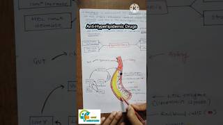 Anti Hyperlipidemic drugs how they works how they show their mechanism of action aapalpharmacy [upl. by Feeney]